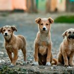 tratament-pentru-caderea-parului-la-caini-1