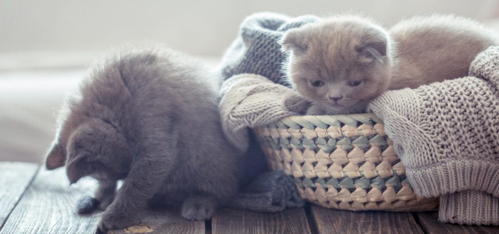 cat-dureaza-gestatia-la-pisici-1