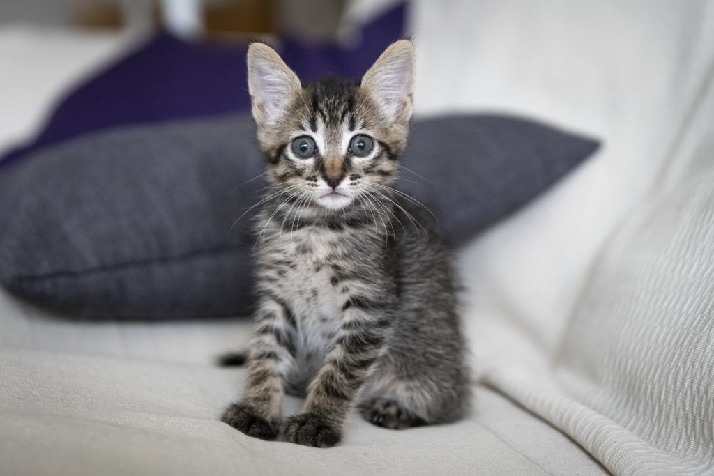cat-dureaza-gestatia-la-pisici-2