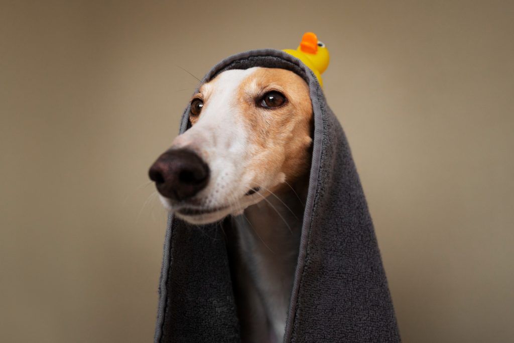 sampon-antiparazitar-caini-1