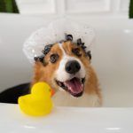 sampon-antiparazitar-caini