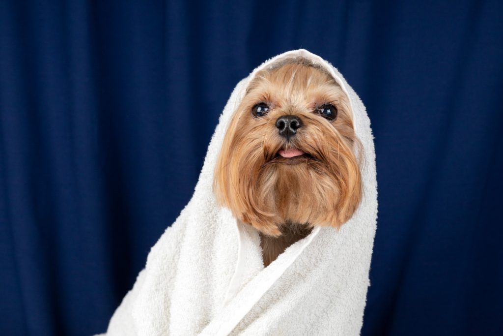 sampon-antiparazitar-caini-3